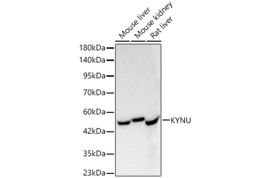 Western Blot - Anti-L-Kynurenine Hydrolase Antibody [ARC62786] (A329571) - Antibodies.com
