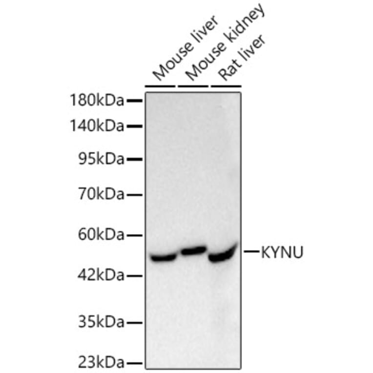 Western Blot - Anti-L-Kynurenine Hydrolase Antibody [ARC62786] (A329571) - Antibodies.com