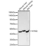 Western Blot - Anti-L-Kynurenine Hydrolase Antibody [ARC62786] (A329571) - Antibodies.com