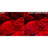 Immunofluorescence - Anti-LRP4 Antibody (A329574) - Antibodies.com