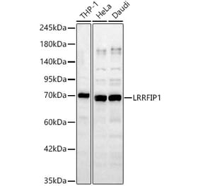 Western Blot - Anti-LRRFIP1 Antibody (A329576) - Antibodies.com