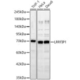 Western Blot - Anti-LRRFIP1 Antibody (A329576) - Antibodies.com
