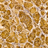 Immunohistochemistry - Anti-Luteinizing Hormone beta Antibody (A329581) - Antibodies.com