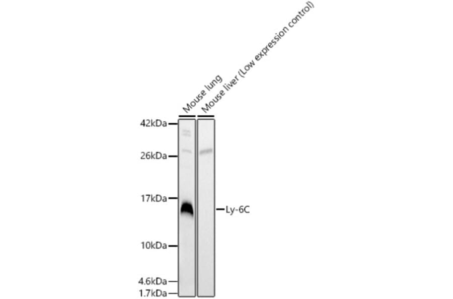 Western Blot - Anti-Ly-6C Antibody (A329583) - Antibodies.com