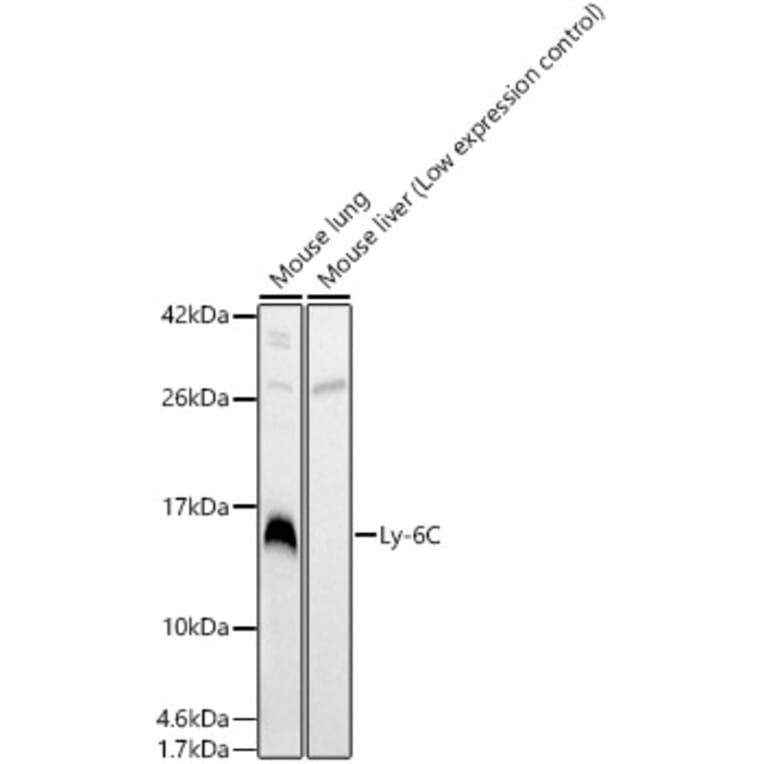 Western Blot - Anti-Ly-6C Antibody (A329583) - Antibodies.com