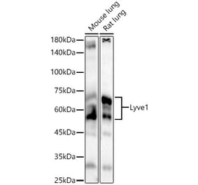 Western Blot - Anti-LYVE1 Antibody (A329584) - Antibodies.com