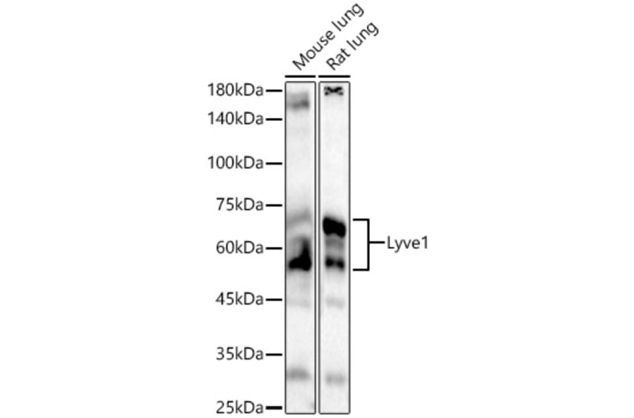 Western Blot - Anti-LYVE1 Antibody (A329584) - Antibodies.com