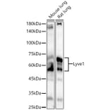 Western Blot - Anti-LYVE1 Antibody (A329584) - Antibodies.com