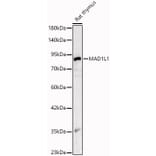 Western Blot - Anti-MAD1L1 Antibody (A329585) - Antibodies.com