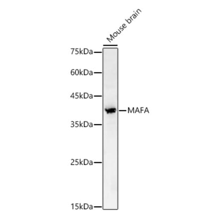 Western Blot - Anti-MAFA Antibody (A329587) - Antibodies.com