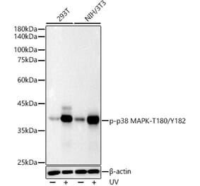 Western Blot - Anti-MAPK11 (Phospho T180/Y182) Antibody [ARC51023] (A329588) - Antibodies.com