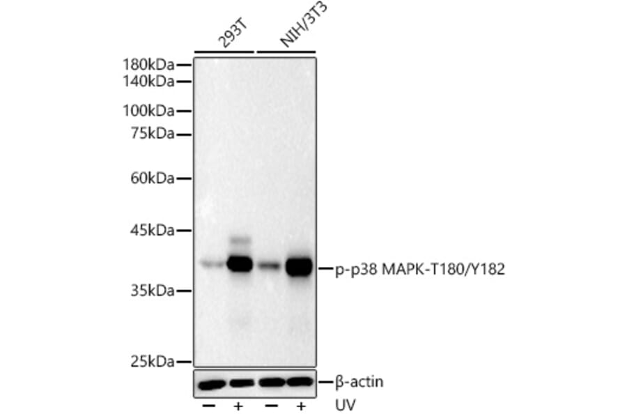 Western Blot - Anti-MAPK11 (Phospho T180/Y182) Antibody [ARC51023] (A329588) - Antibodies.com