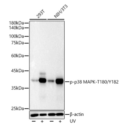 Western Blot - Anti-MAPK11 (Phospho T180/Y182) Antibody [ARC51023] (A329588) - Antibodies.com