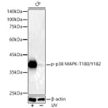 Western Blot - Anti-MAPK11 (Phospho T180/Y182) Antibody [ARC51023] (A329588) - Antibodies.com