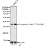 Western Blot - Anti-MAPK11 (Phospho T180/Y182) Antibody [ARC62666] (A329589) - Antibodies.com