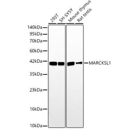 Western Blot - Anti-MARCKSL1 Antibody (A329590) - Antibodies.com