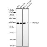 Western Blot - Anti-MARCKSL1 Antibody (A329590) - Antibodies.com
