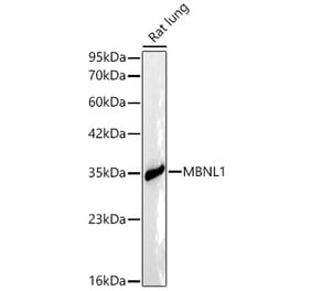 Western Blot - Anti-MBNL1 Antibody (A329591) - Antibodies.com