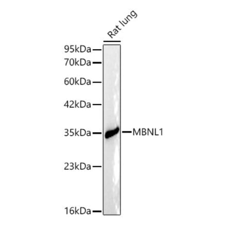 Western Blot - Anti-MBNL1 Antibody (A329591) - Antibodies.com
