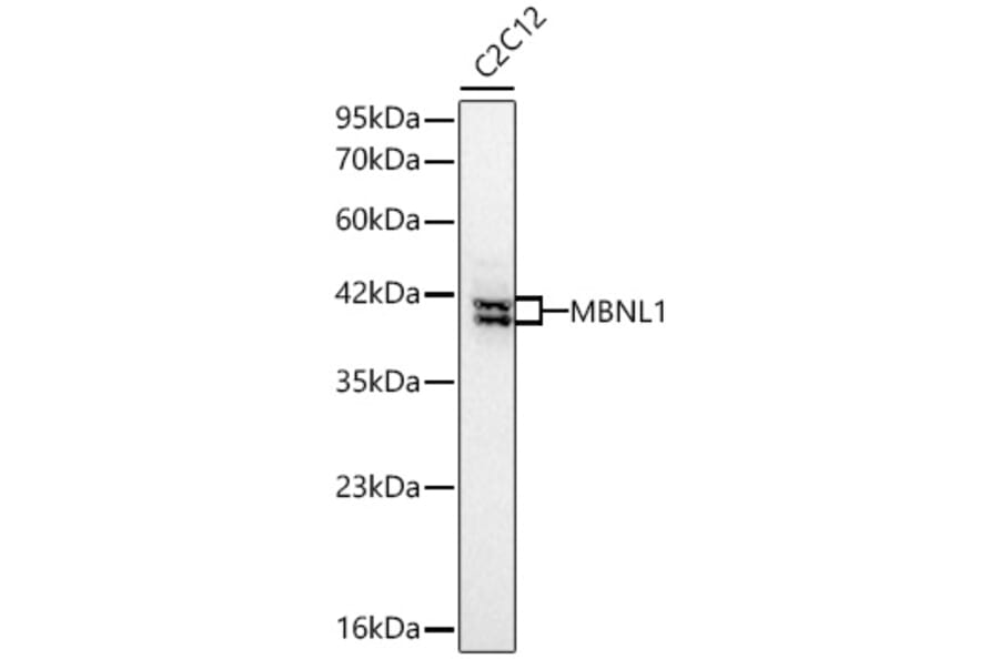 Western Blot - Anti-MBNL1 Antibody (A329591) - Antibodies.com
