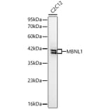 Western Blot - Anti-MBNL1 Antibody (A329591) - Antibodies.com