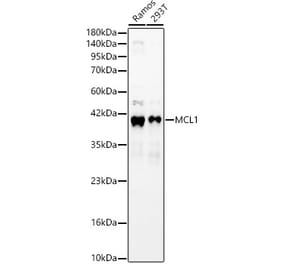 Western Blot - Anti-MCL1 Antibody (A329592) - Antibodies.com