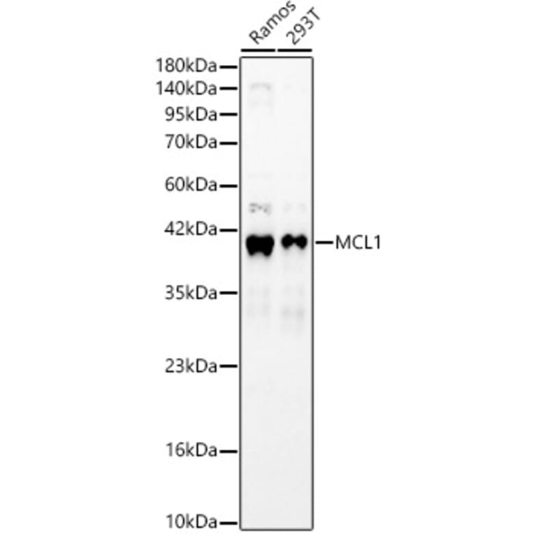 Western Blot - Anti-MCL1 Antibody (A329592) - Antibodies.com