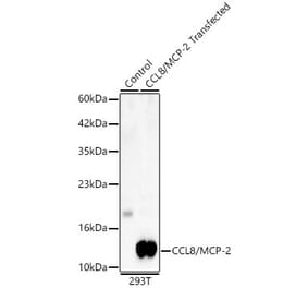 Western Blot - Anti-MCP-2 Antibody (A329593) - Antibodies.com