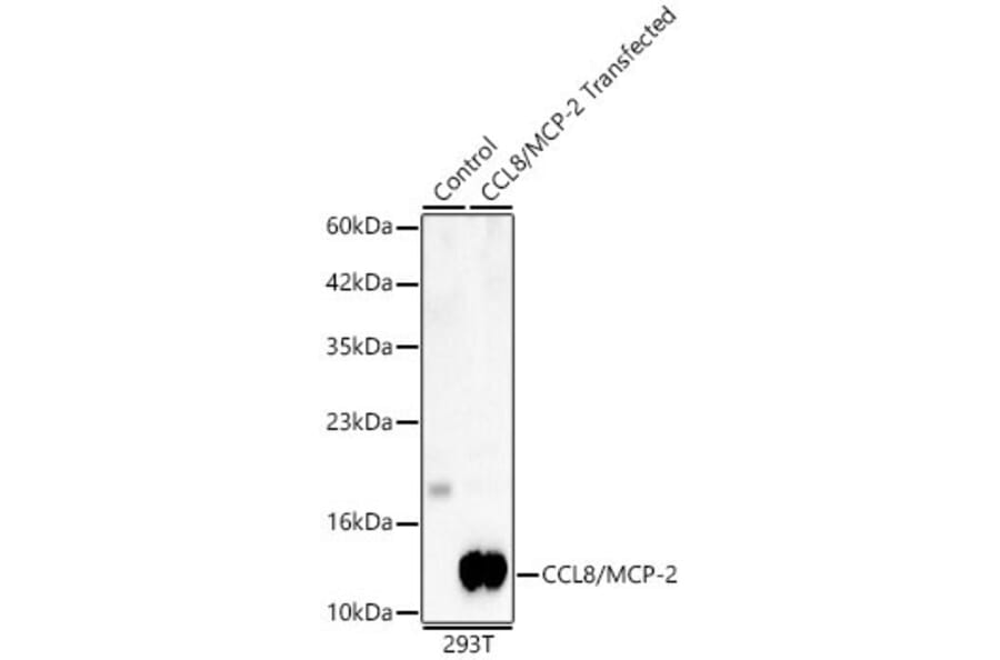 Western Blot - Anti-MCP-2 Antibody (A329593) - Antibodies.com