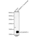 Western Blot - Anti-MCP-2 Antibody (A329593) - Antibodies.com