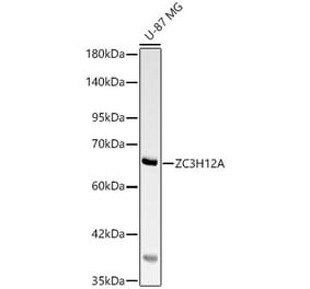 Western Blot - Anti-MCPIP1 Antibody (A329594) - Antibodies.com