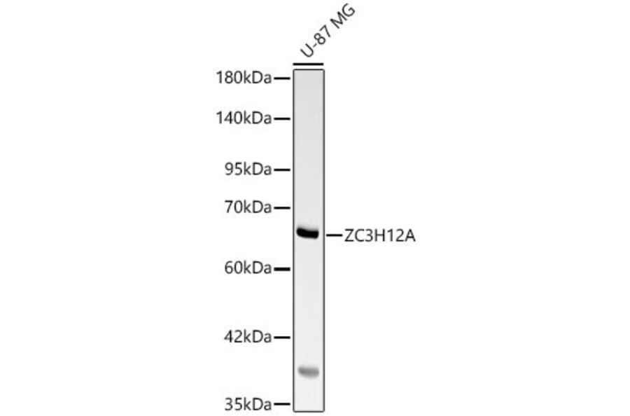 Western Blot - Anti-MCPIP1 Antibody (A329594) - Antibodies.com