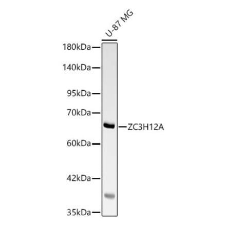 Western Blot - Anti-MCPIP1 Antibody (A329594) - Antibodies.com