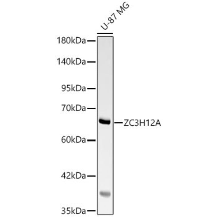 Western Blot - Anti-MCPIP1 Antibody (A329594) - Antibodies.com