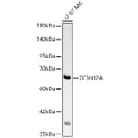 Western Blot - Anti-MCPIP1 Antibody (A329594) - Antibodies.com