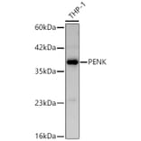 Western Blot - Anti-Met Enkephalin Antibody (A329599) - Antibodies.com