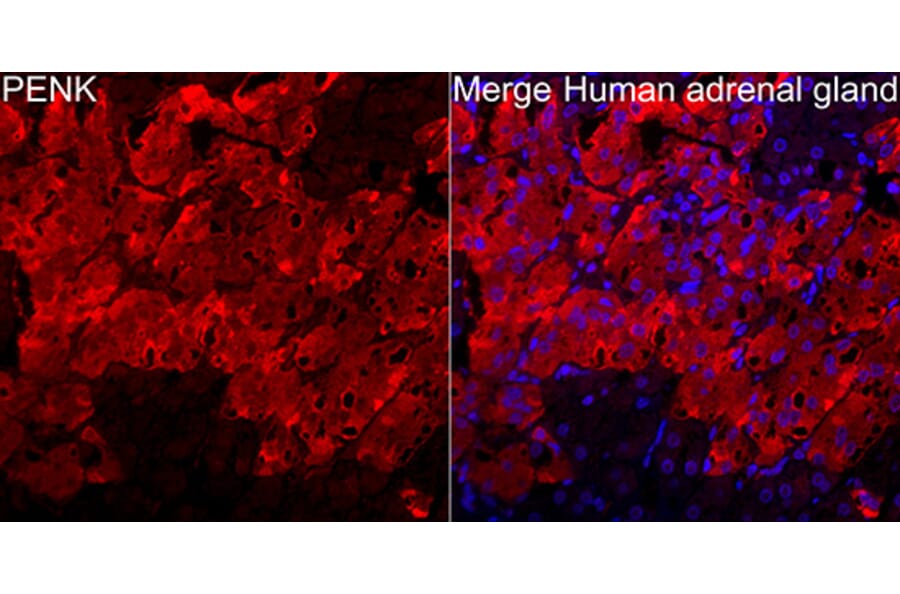 Immunofluorescence - Anti-Met Enkephalin Antibody (A329599) - Antibodies.com