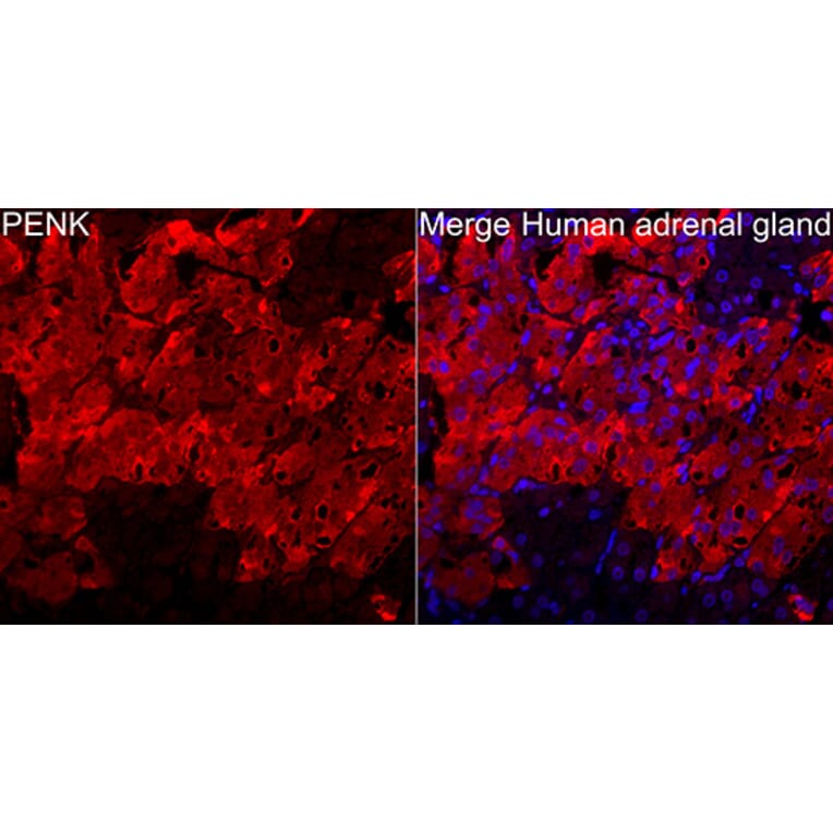 Immunofluorescence - Anti-Met Enkephalin Antibody (A329599) - Antibodies.com