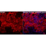 Immunofluorescence - Anti-Met Enkephalin Antibody (A329599) - Antibodies.com