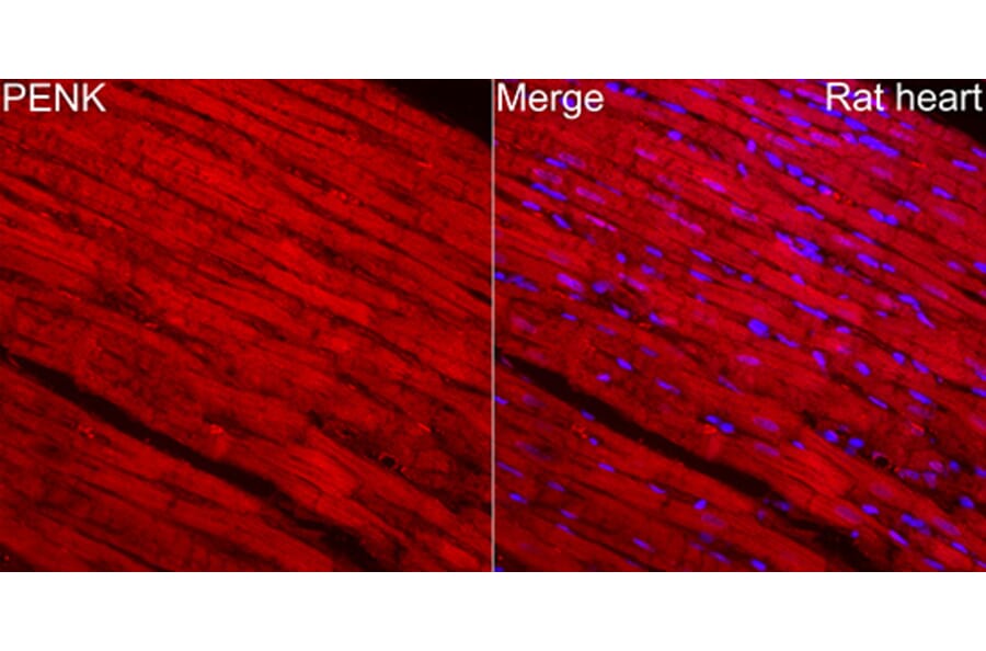 Immunofluorescence - Anti-Met Enkephalin Antibody (A329599) - Antibodies.com