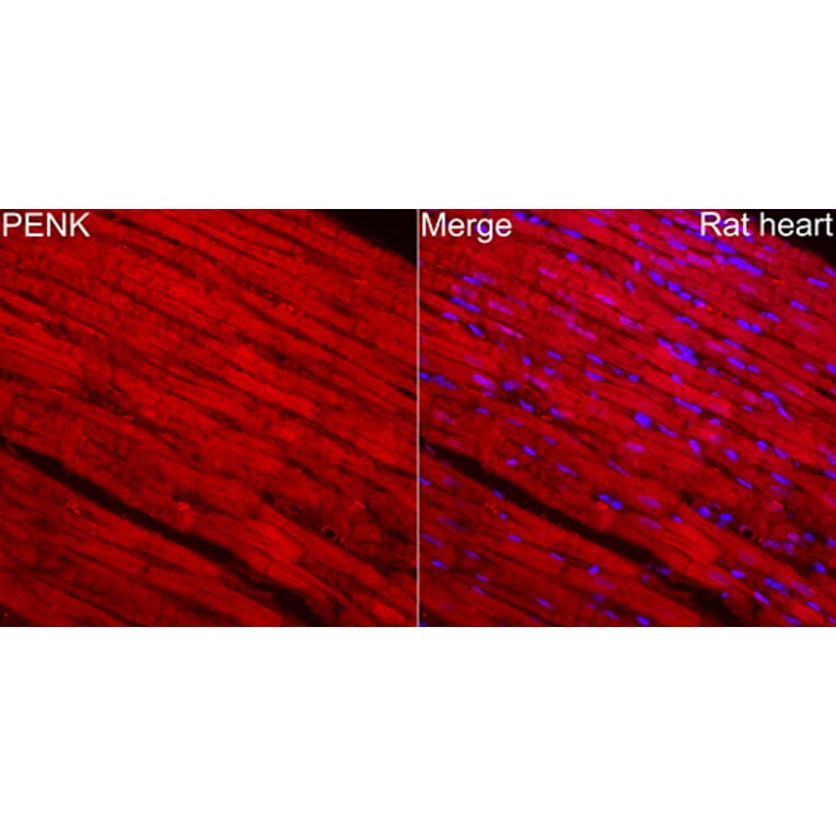 Immunofluorescence - Anti-Met Enkephalin Antibody (A329599) - Antibodies.com