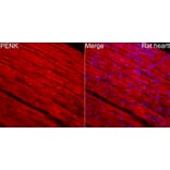 Immunofluorescence - Anti-Met Enkephalin Antibody (A329599) - Antibodies.com