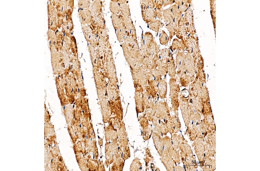 Immunohistochemistry - Anti-METTL4 Antibody (A329600) - Antibodies.com