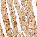 Immunohistochemistry - Anti-METTL4 Antibody (A329600) - Antibodies.com
