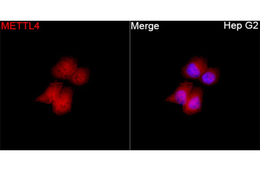Immunofluorescence - Anti-METTL4 Antibody (A329600) - Antibodies.com