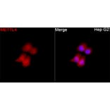 Immunofluorescence - Anti-METTL4 Antibody (A329600) - Antibodies.com