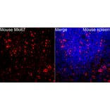 Immunofluorescence - Anti-Mki67 Antibody (A329605) - Antibodies.com