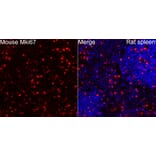 Immunofluorescence - Anti-Mki67 Antibody (A329605) - Antibodies.com