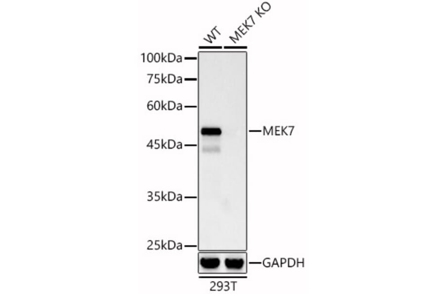 Western Blot - Anti-MKK7 Antibody [ARC0712] (A329606) - Antibodies.com