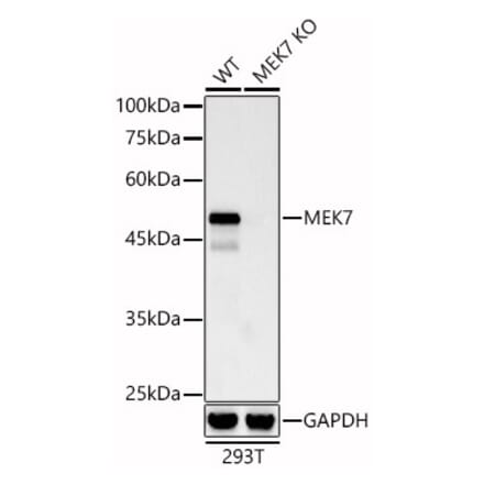 Western Blot - Anti-MKK7 Antibody [ARC0712] (A329606) - Antibodies.com